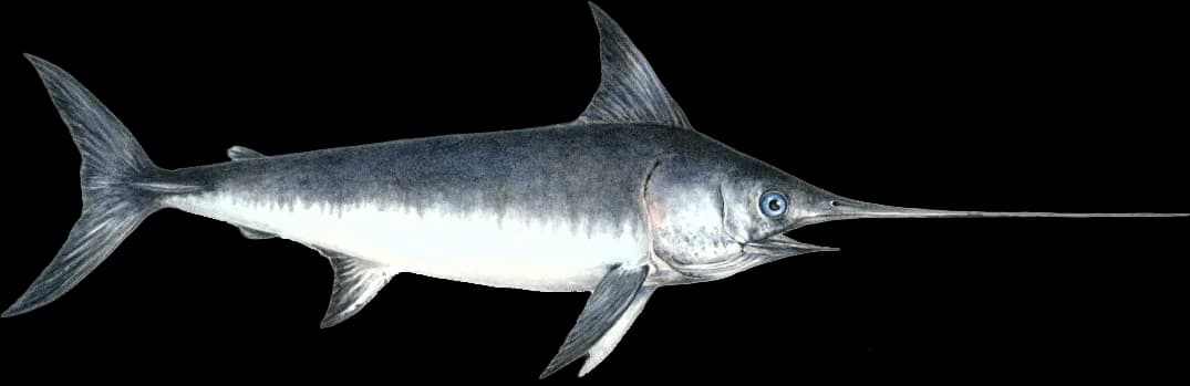 Sword-Fish-PNG-Isolated-Pic