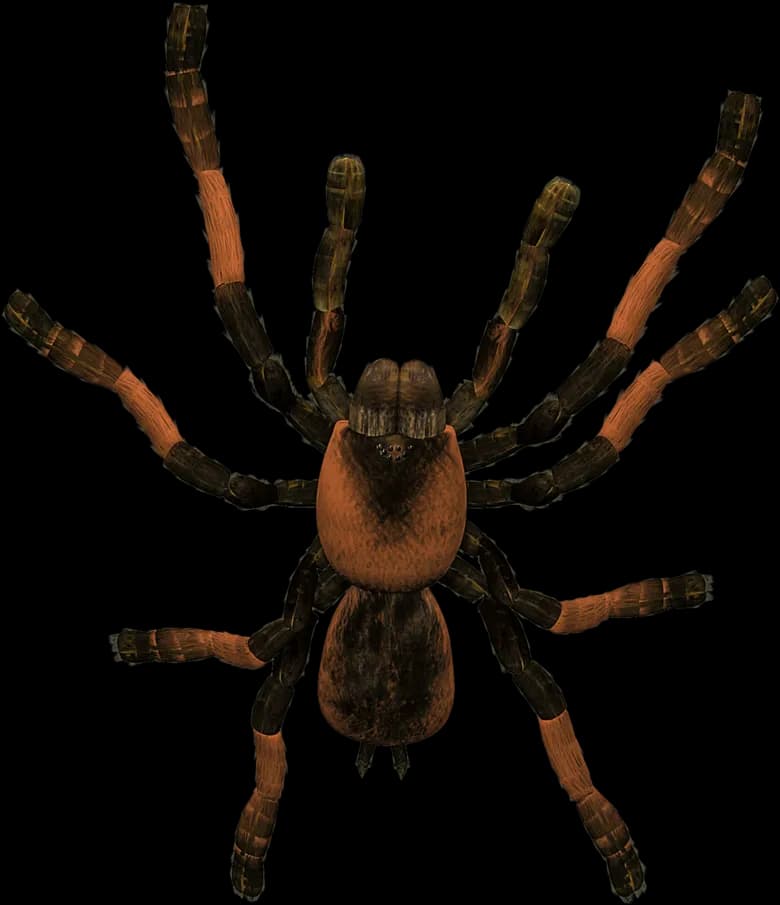 Tarantula-PNG-File