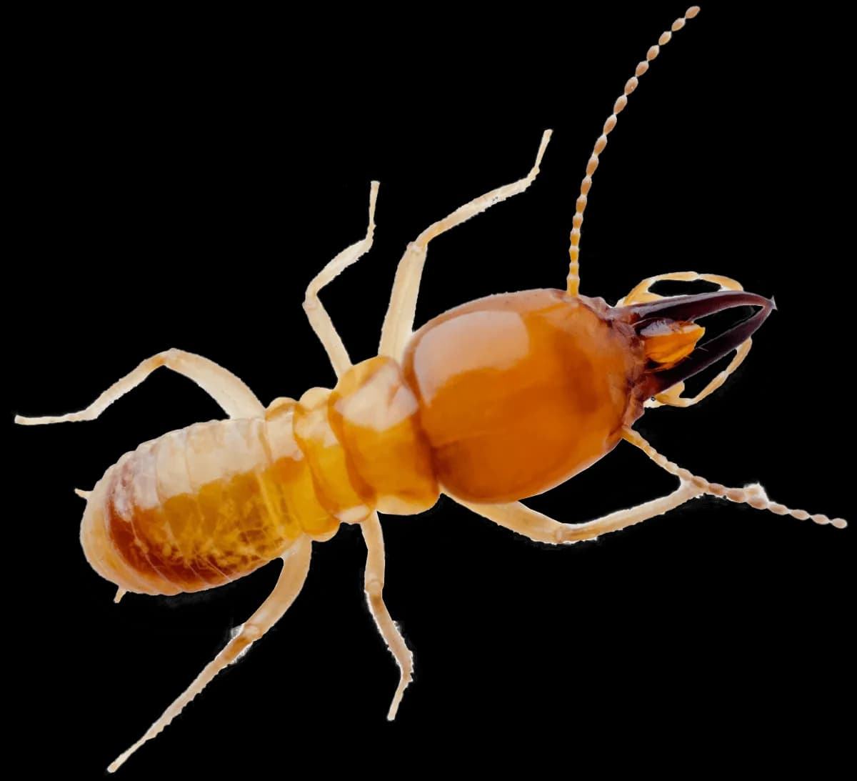 Tick Insect, Nymph, Disease Vector, Host, Parasite PNG