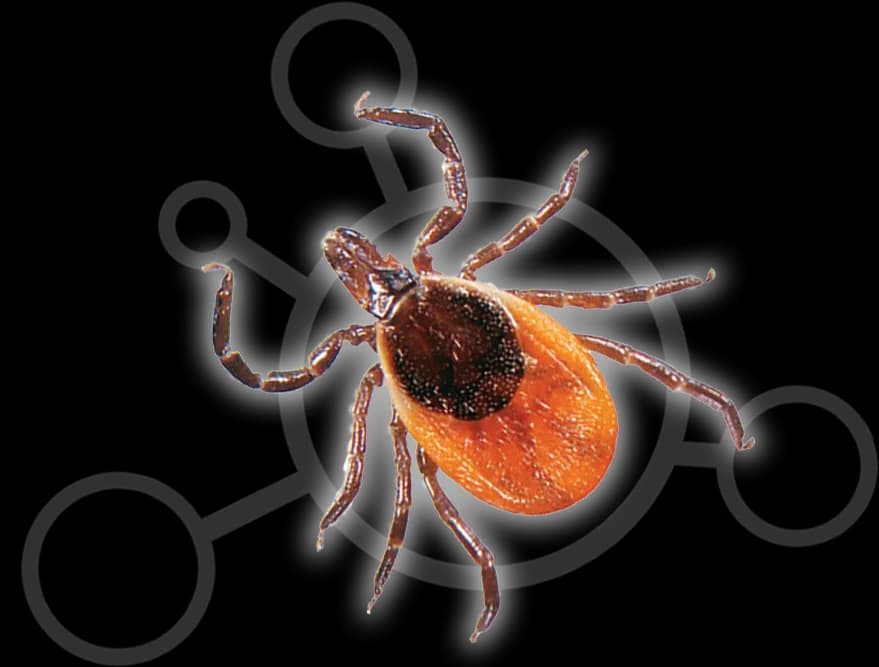 Tick-Insect-PNG-HD