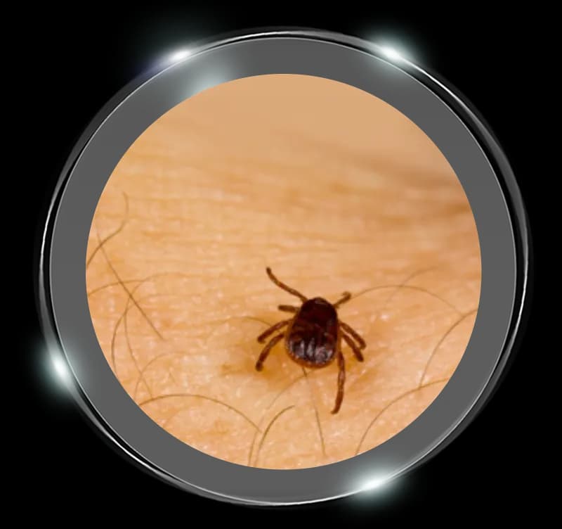 Tick-Insect-PNG-Isolated-Photo