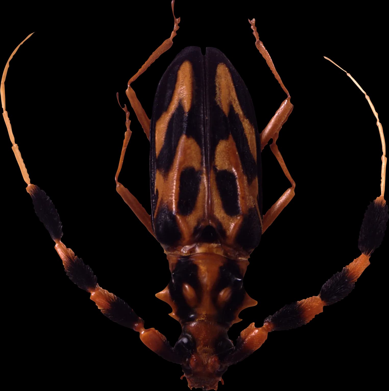 Tick Insect, Host, Infestation, Arachnid, Vector PNG