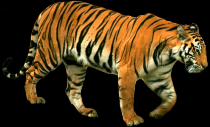 Tiger-PNG-Background-Image