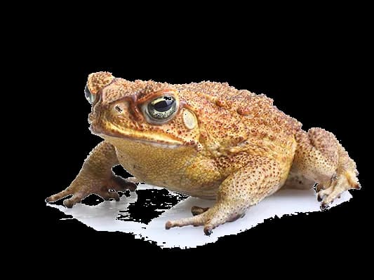 Toads-PNG-Isolated-File