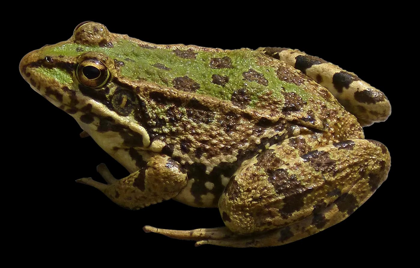 Toads, Ecosystem, Conservation, Habitat, Nature PNG