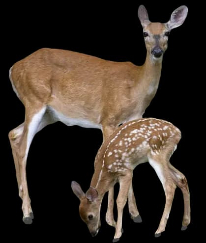 Transparent Deer With Baby Deer PNG