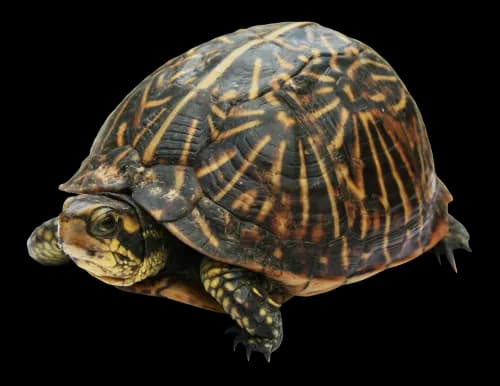 Turtle, Shell, Nature, Marine, Habitat PNG