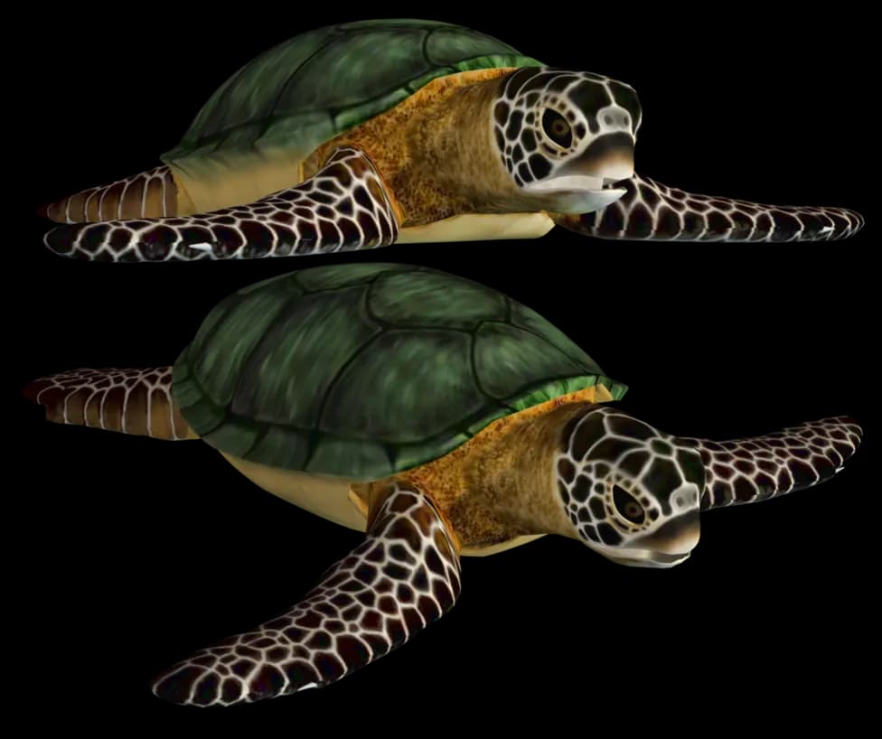 Turtle-PNG-Transparent-Image-1