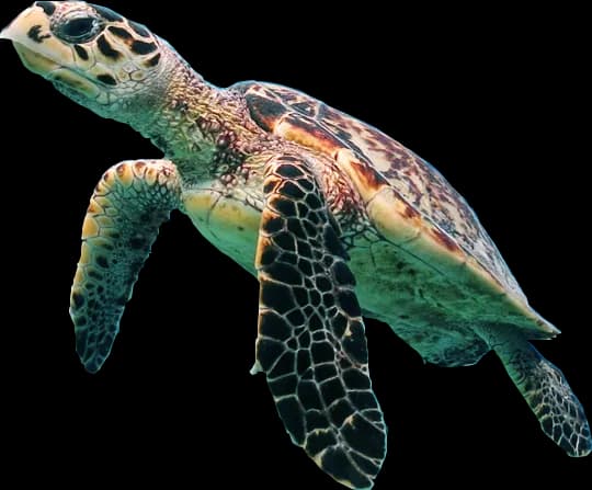 Turtle, Reptile, Marine, Nature, Aquatic PNG