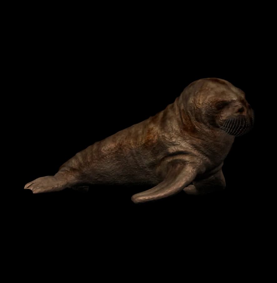 Walrus-PNG-Photo