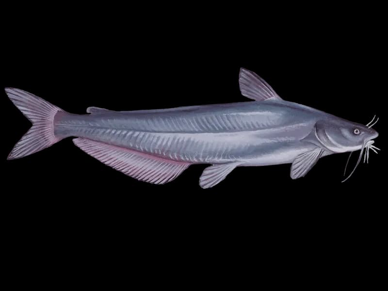 Wels-Catfish-PNG-Clipart