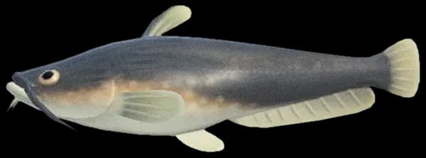 Wels Catfish, Aquatic Predator, Giant Fish, Unique Habitat, Fishing Tackle PNG