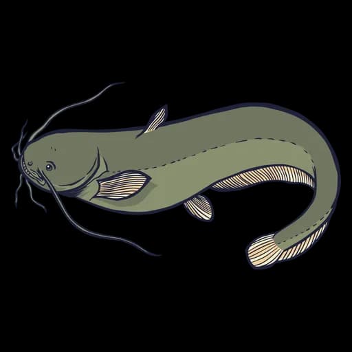 Wels-Catfish-PNG-Free-Download
