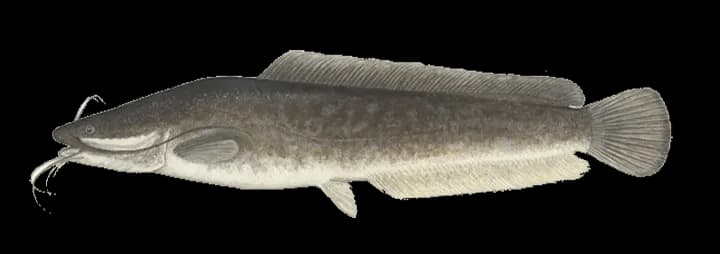 Wels-Catfish-PNG-Image