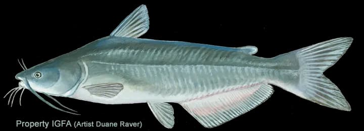 Wels-Catfish-PNG-Isolated-Image