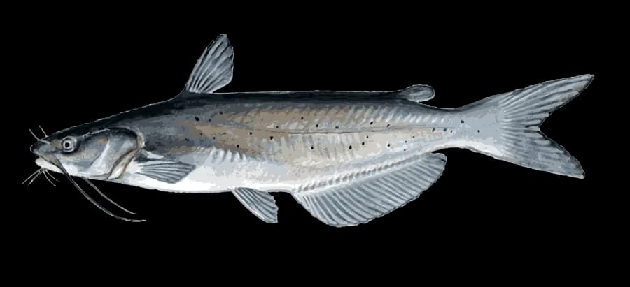 Wels-Catfish-PNG-Pic