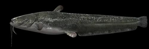 Wels-Catfish-PNG-Picture