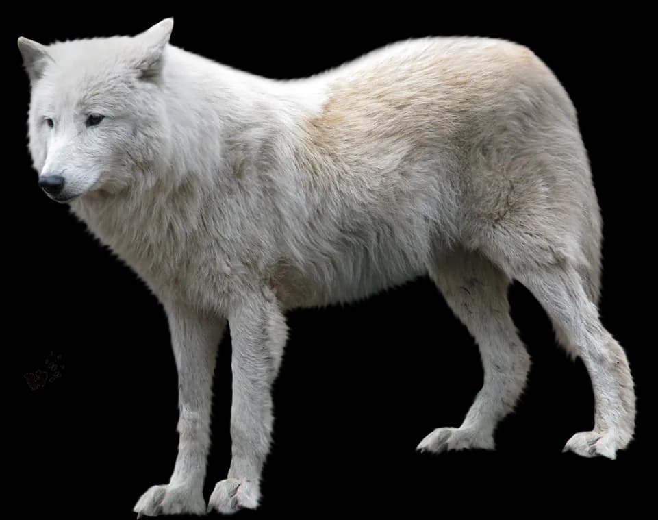 White-Arctic-Fox-PNG-Transparent-Image