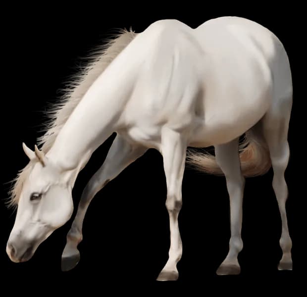 White-Horse-PNG-Pic