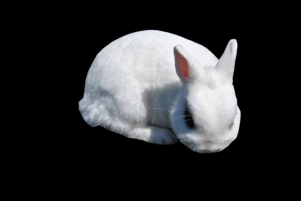 White Rabbit PNG Clipart