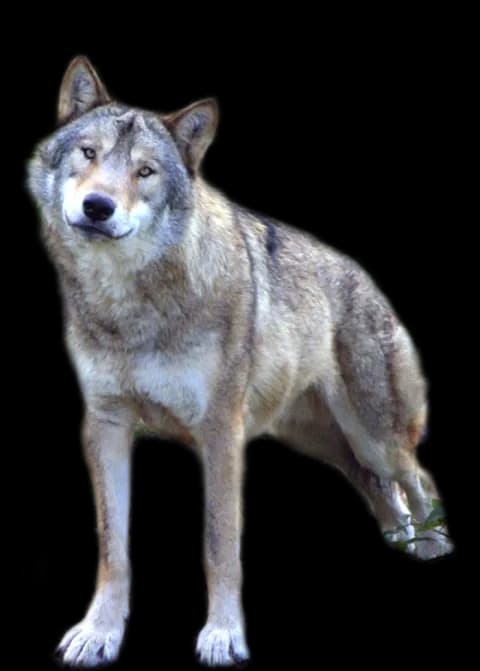 Wolve-PNG-Image