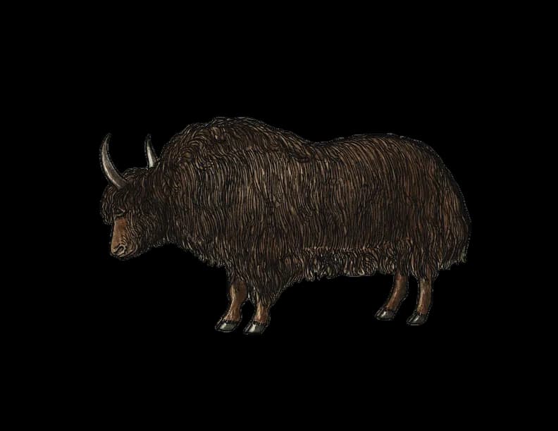Yak-PNG-Clipart