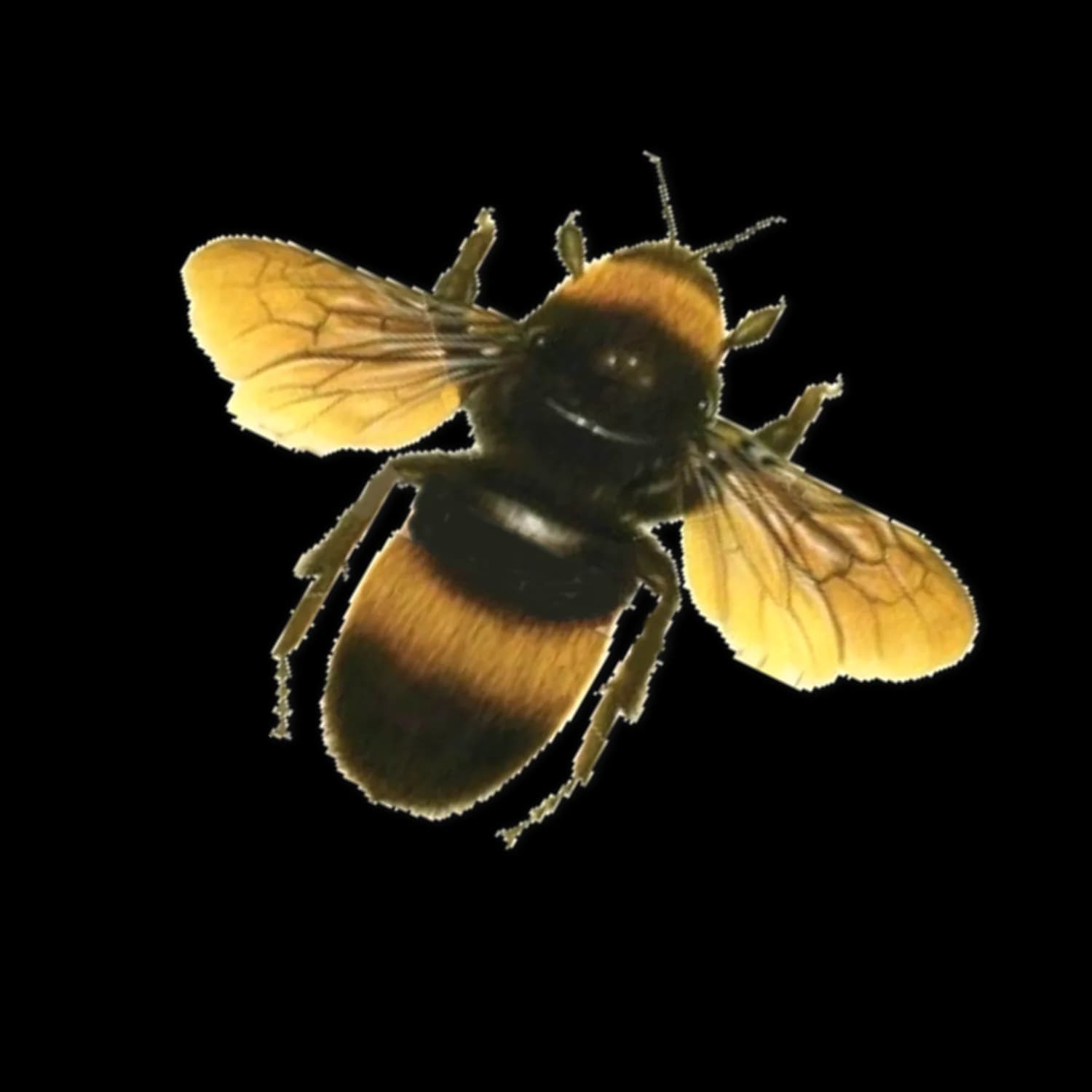 Yellow Honey Bee, Nectar, Pollinator, Bumblebee, Honeycomb PNG