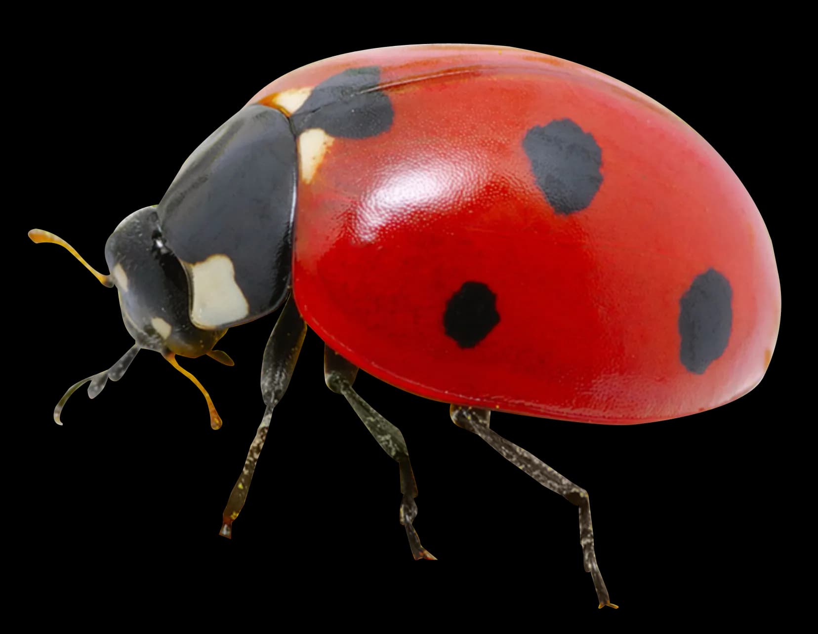 Ladybird Beetle, Garden Pest Control, Natural Predator, Entomology Study, Colorful Insect PNG