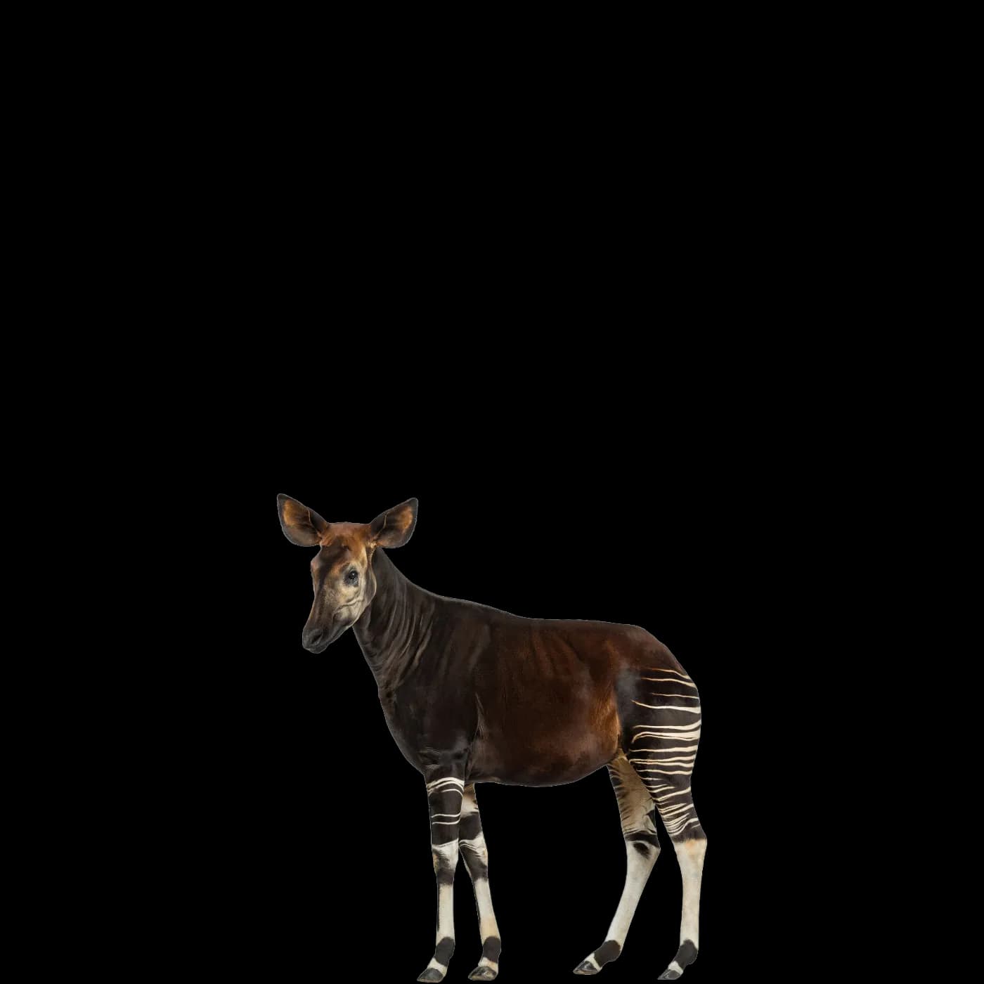 Okapis, Striped Limbs, Forest Dwellers, Herbivorous Creatures, Unique Mammals PNG